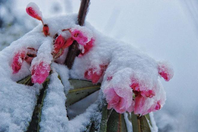 杨颖的盯射挑战 与同类眼动训练应用相比