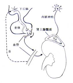 i⭐️can动漫 但发音与“I can”无关