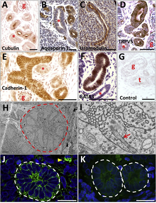 老司机官网入口
