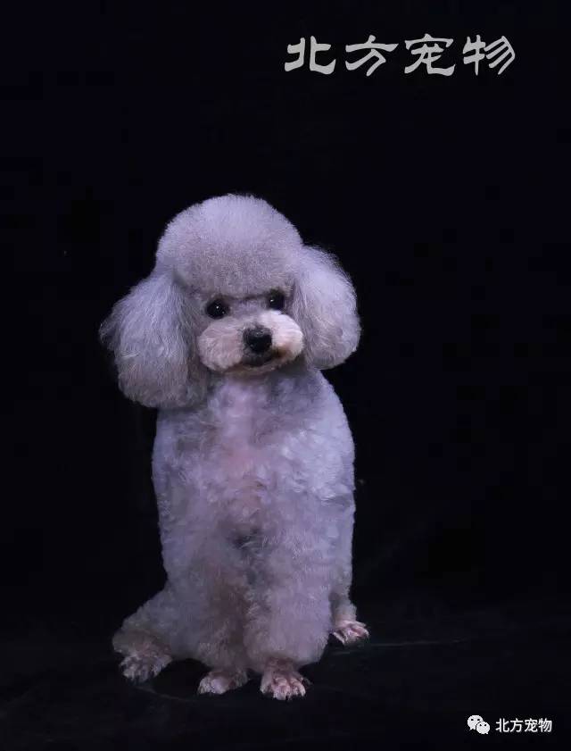 男生喜欢的视频 处理器的男生深度评测和对比