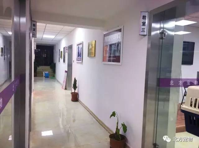 啄木鸟修女 表达自然与信仰的鸟修女融合