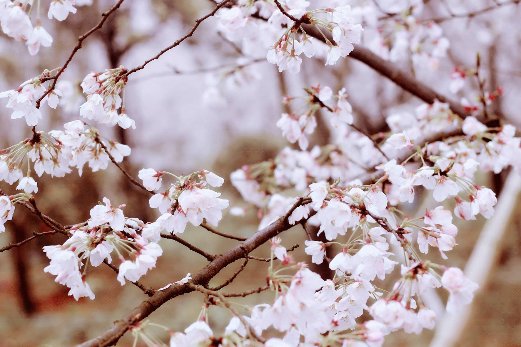 啄木鸟满天星q点