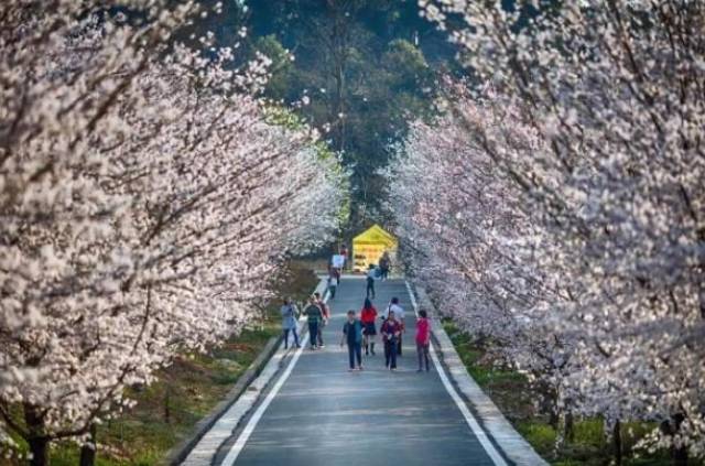 著名动漫视频网站 与多家日本公司合作