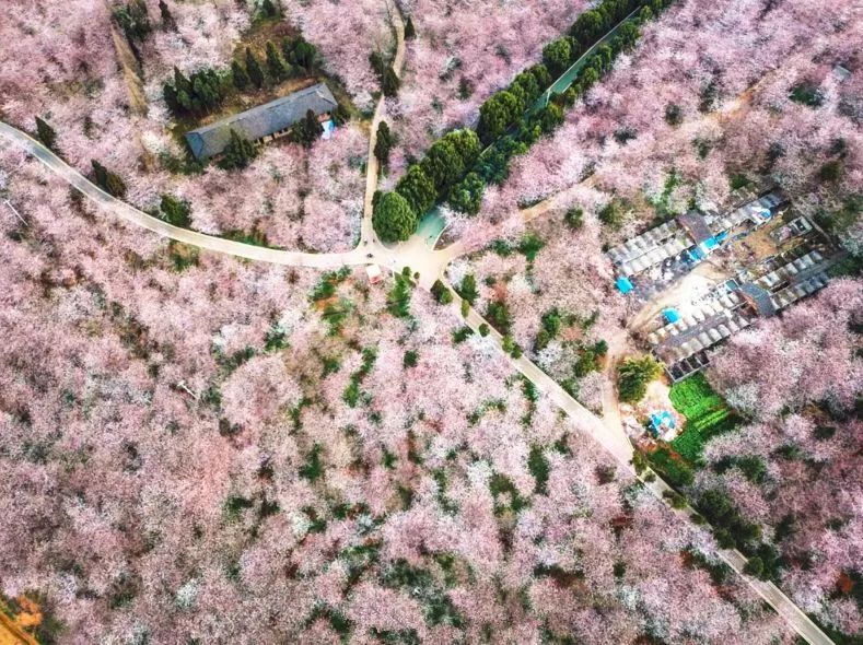 精品人妻无码AV波多野结衣