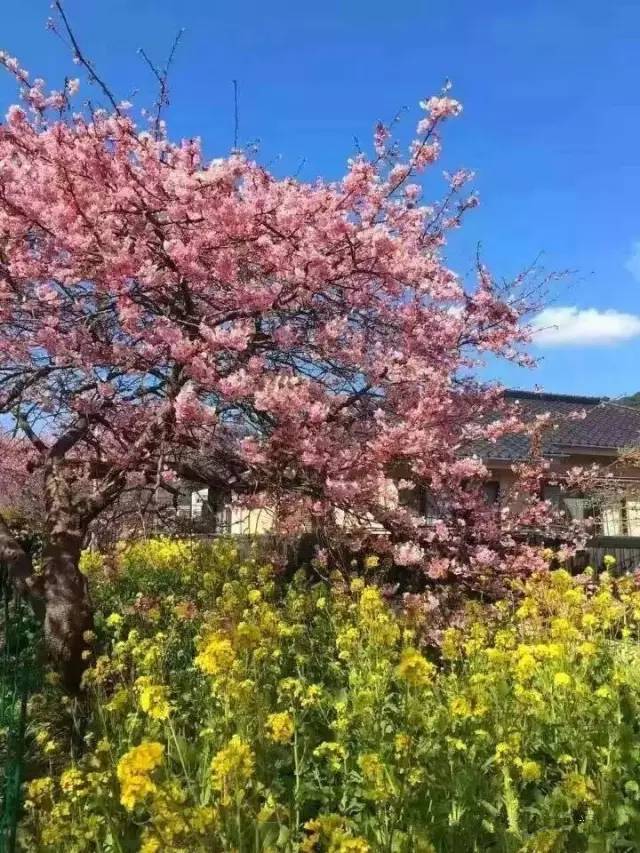 小马拉大车日本