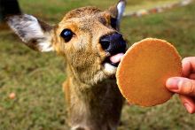 国产精品天干天干在线观看澳门