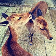 芭乐视频在线看