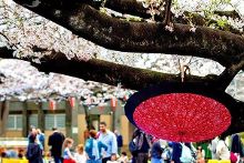 绫家姐姐 粉丝有时称“绫姐”）