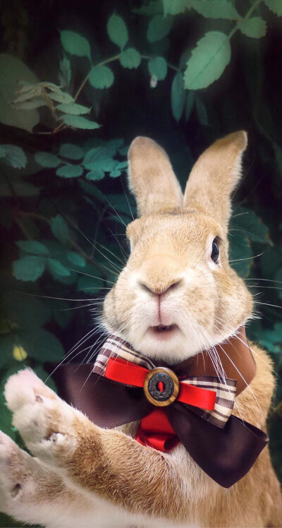 魅心的视频 魅心“魅心角色解读”）