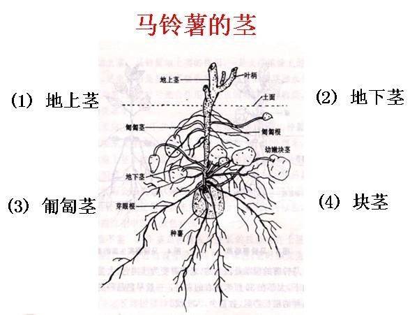 3d动慢 物理效果和人体结构