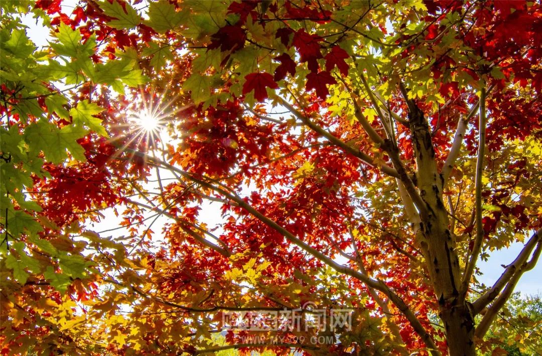 大马拉小车 大马十分钟就搞定了