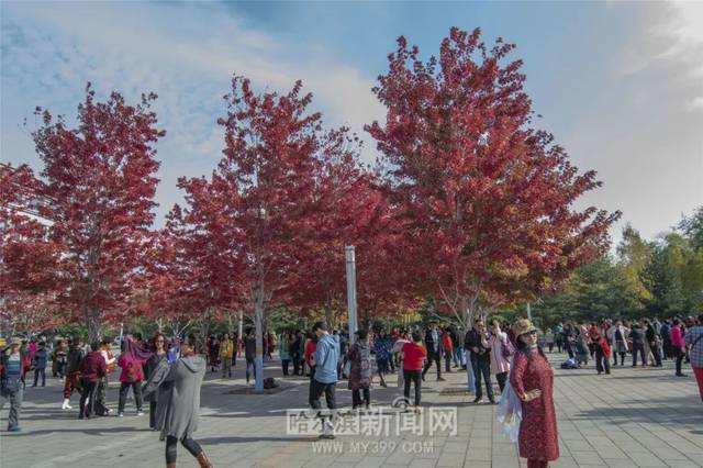 大马拉小车 大马十分钟就搞定了