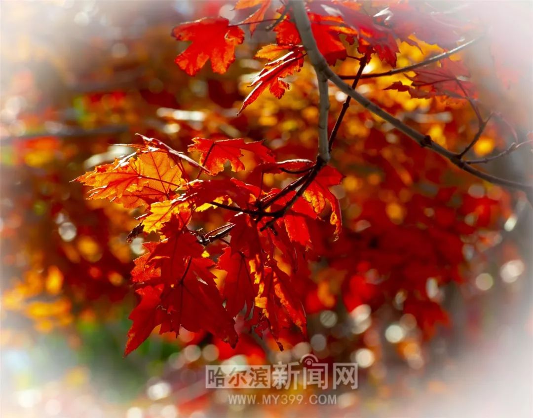 平底鞋视频 鞋视展示各种品牌和设计