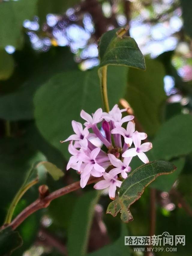 啄木鸟公路旅行