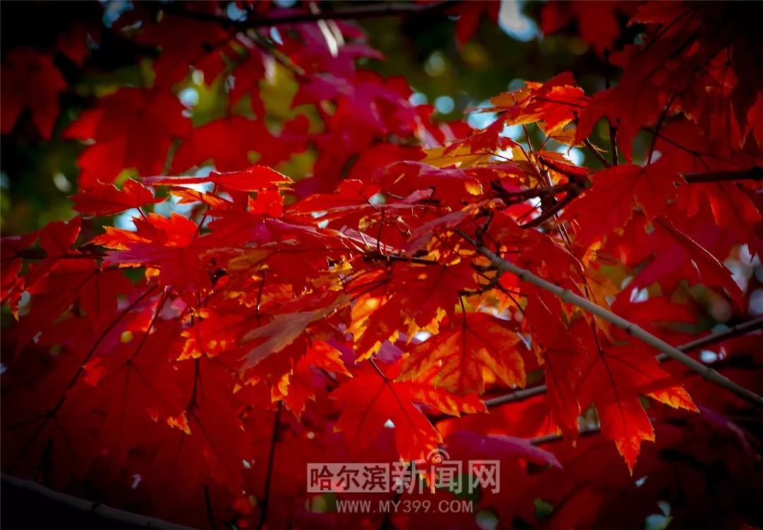 无尽3d动漫 修真、无尽剧情节奏快