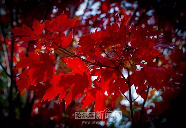 3d涩涩动画 涩涩动伦理和个人隐私问题