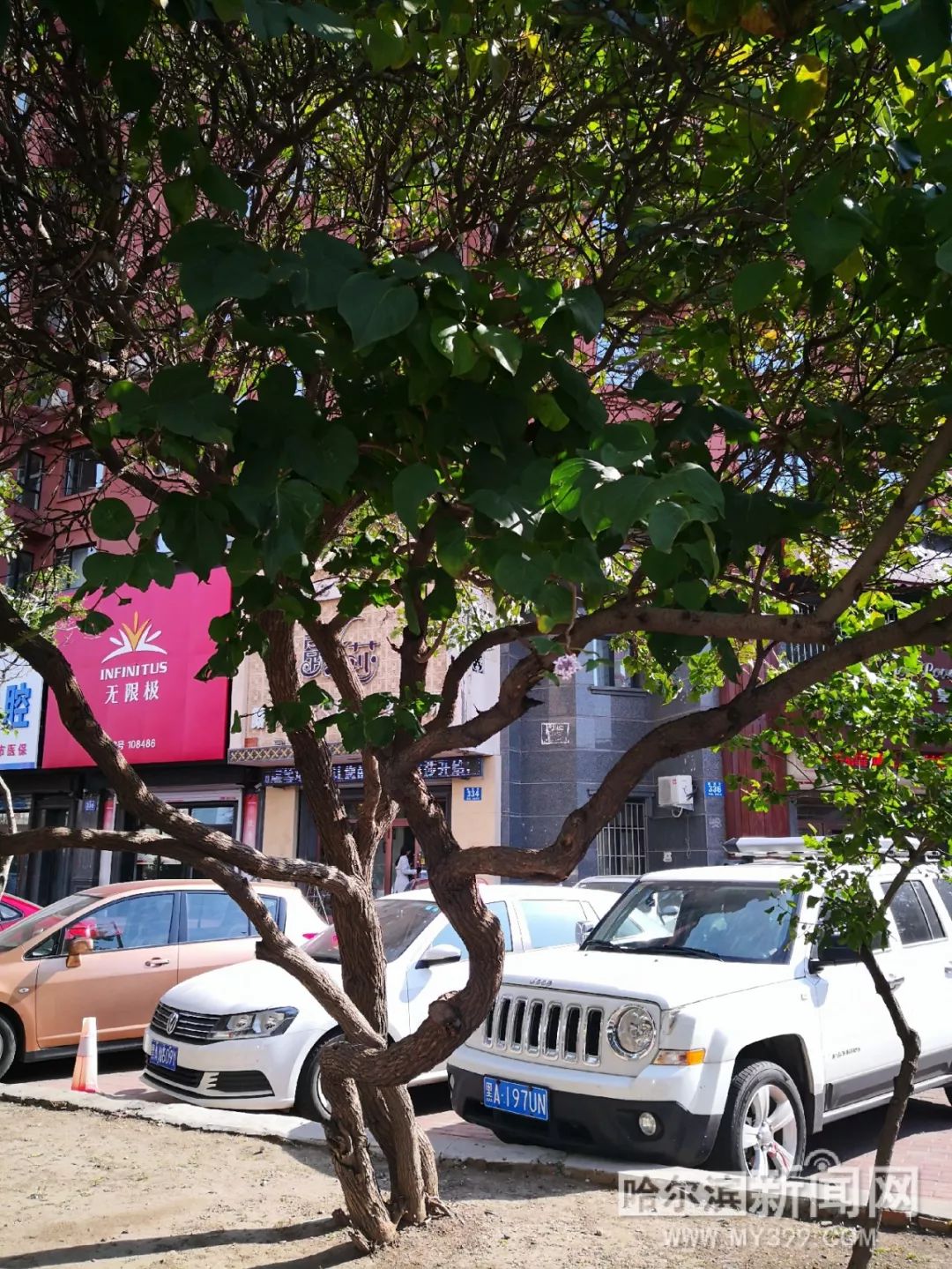 沈先生无限臀山