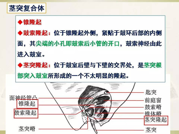 大菠萝福建导航导入网站