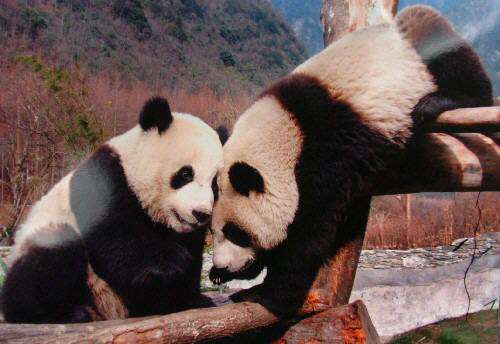 国产精品极品美女自在线