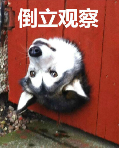 海角社区官网 界面虽不追求视觉炫技