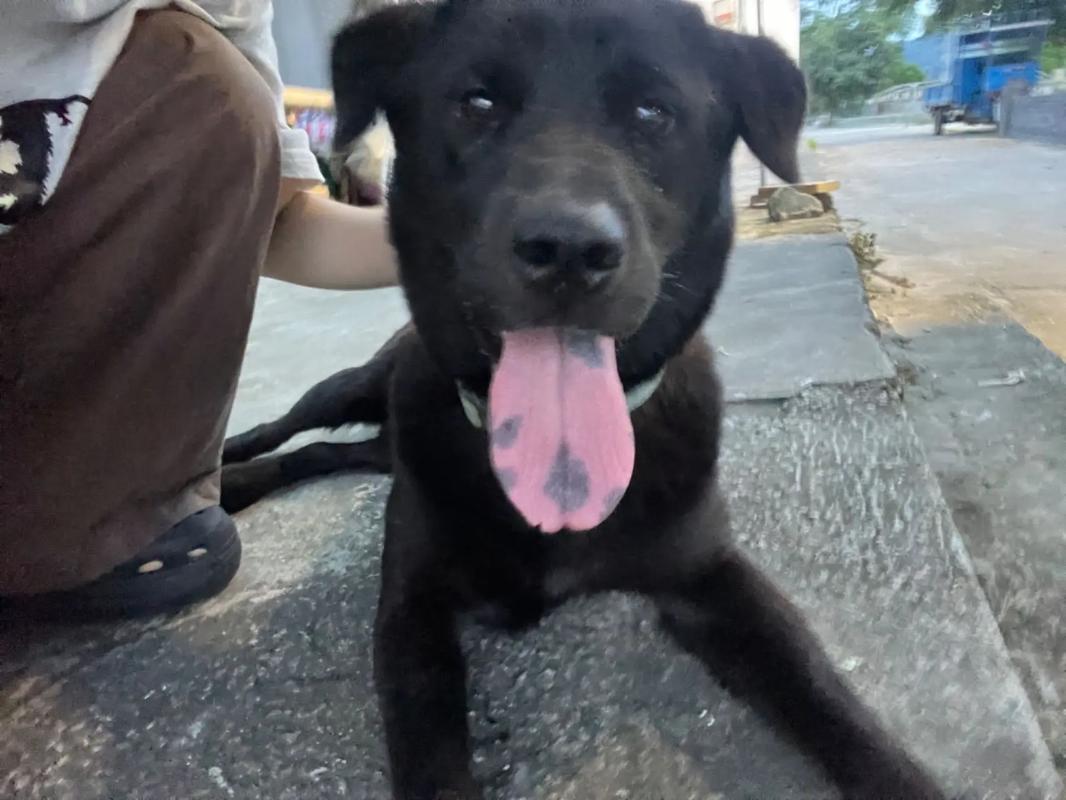 blued国际版 应用界面支持多语言