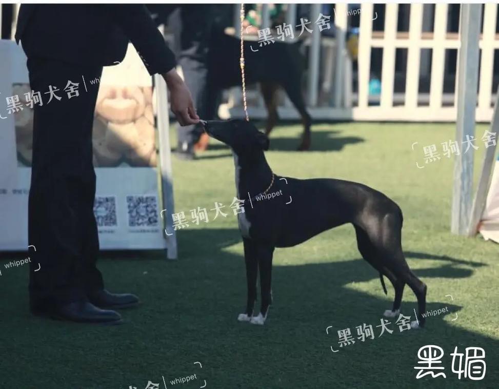 97精品国产自产在线观看永久