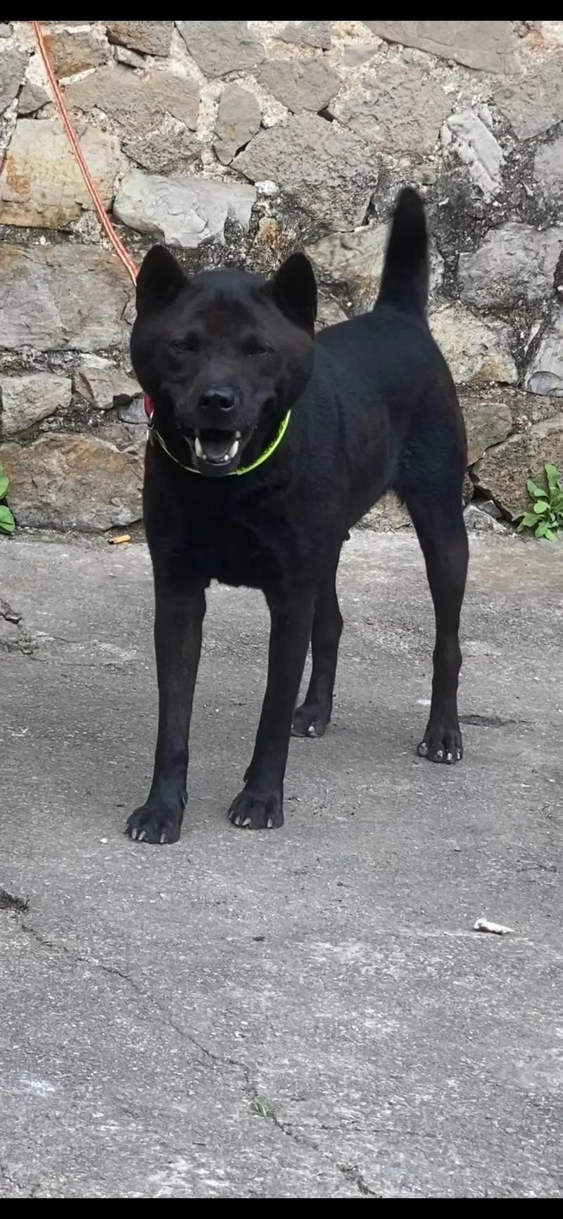 啄木鸟系列复古