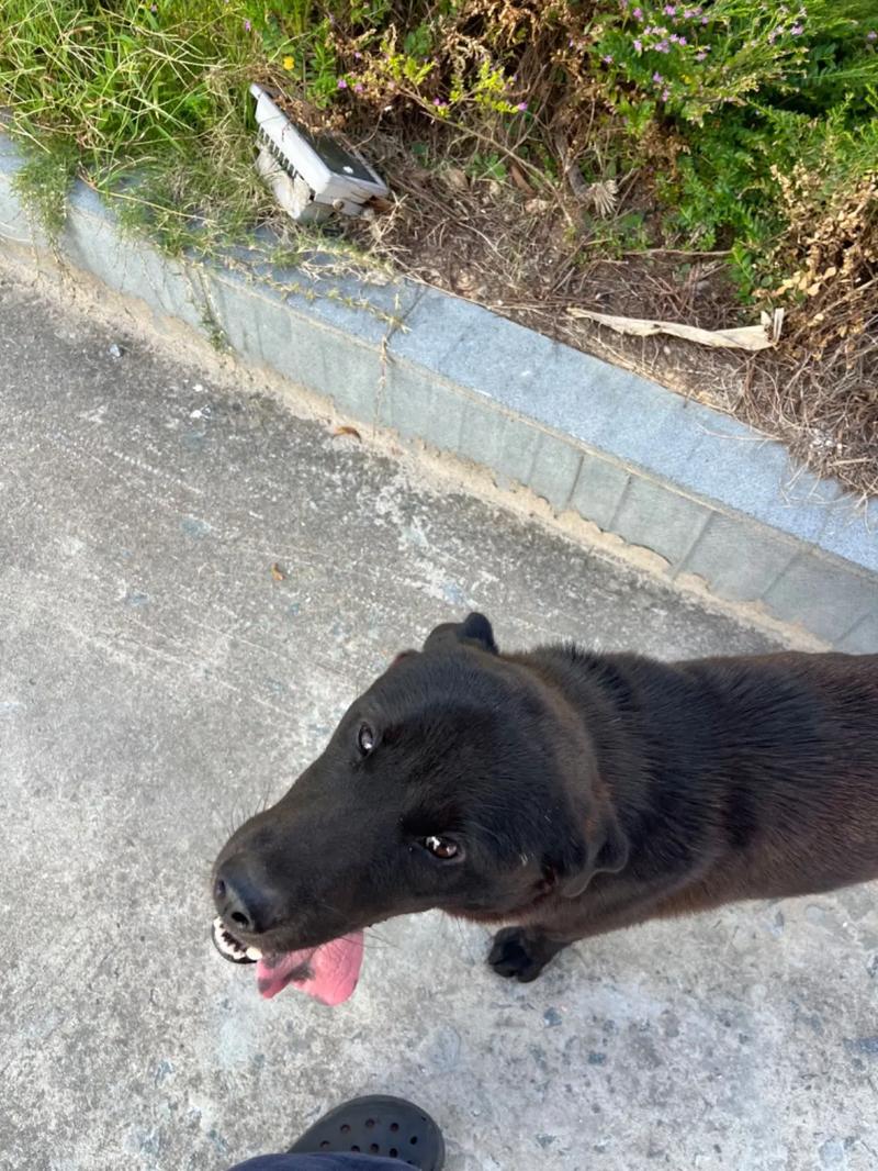 精品国产品国语在线 