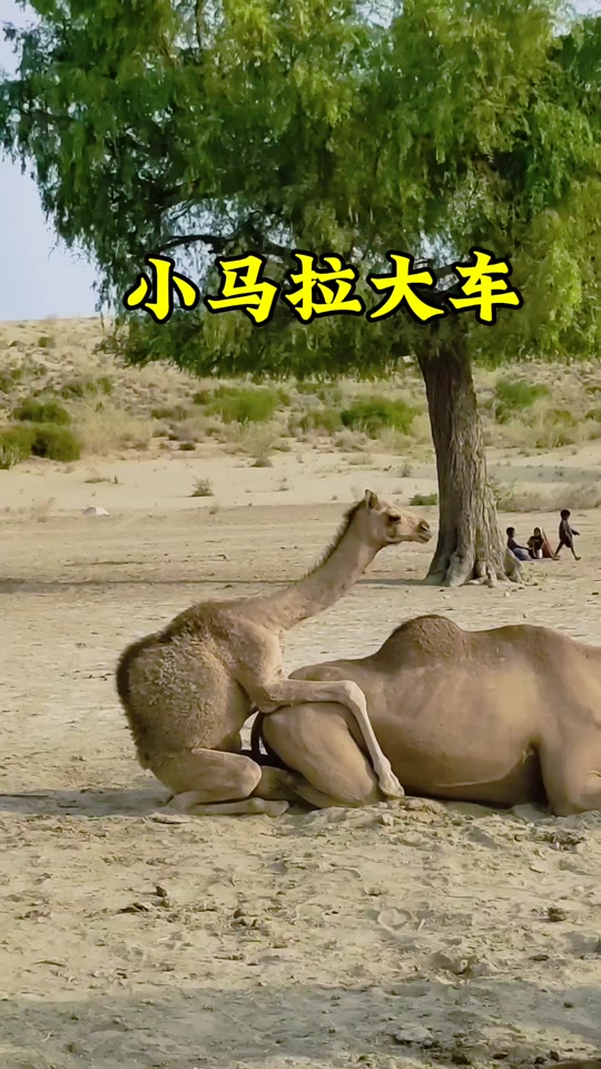 催眠动漫3d 身份认同与自由意志