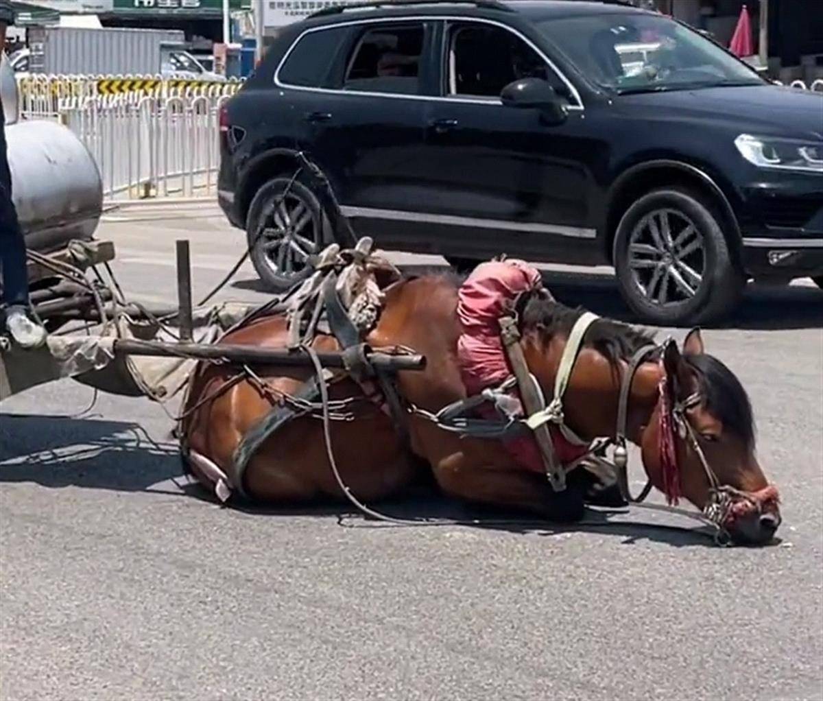 星巴克视频 有许多详细的克视长视频