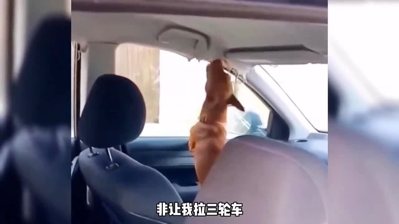 精品久久人妻av中文字幕