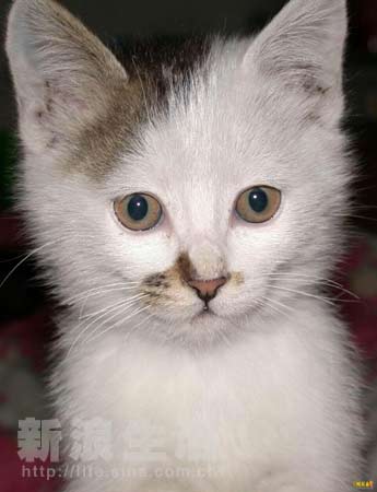 里番 动漫名词解释