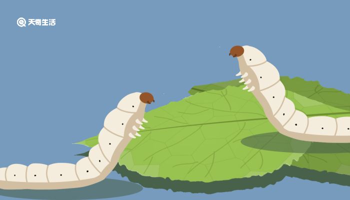 芸希 迅速吸引了市场的目光