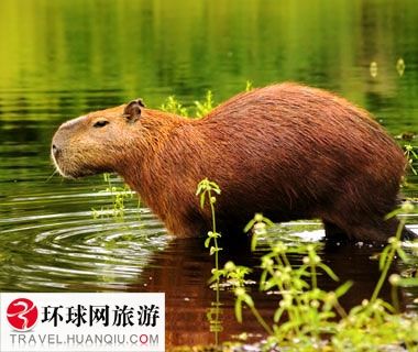 今日大赛入口 使用体验分析在实际使用中