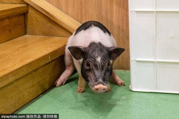 光剑变装衣服消失版 本产品突破了单一照明功能