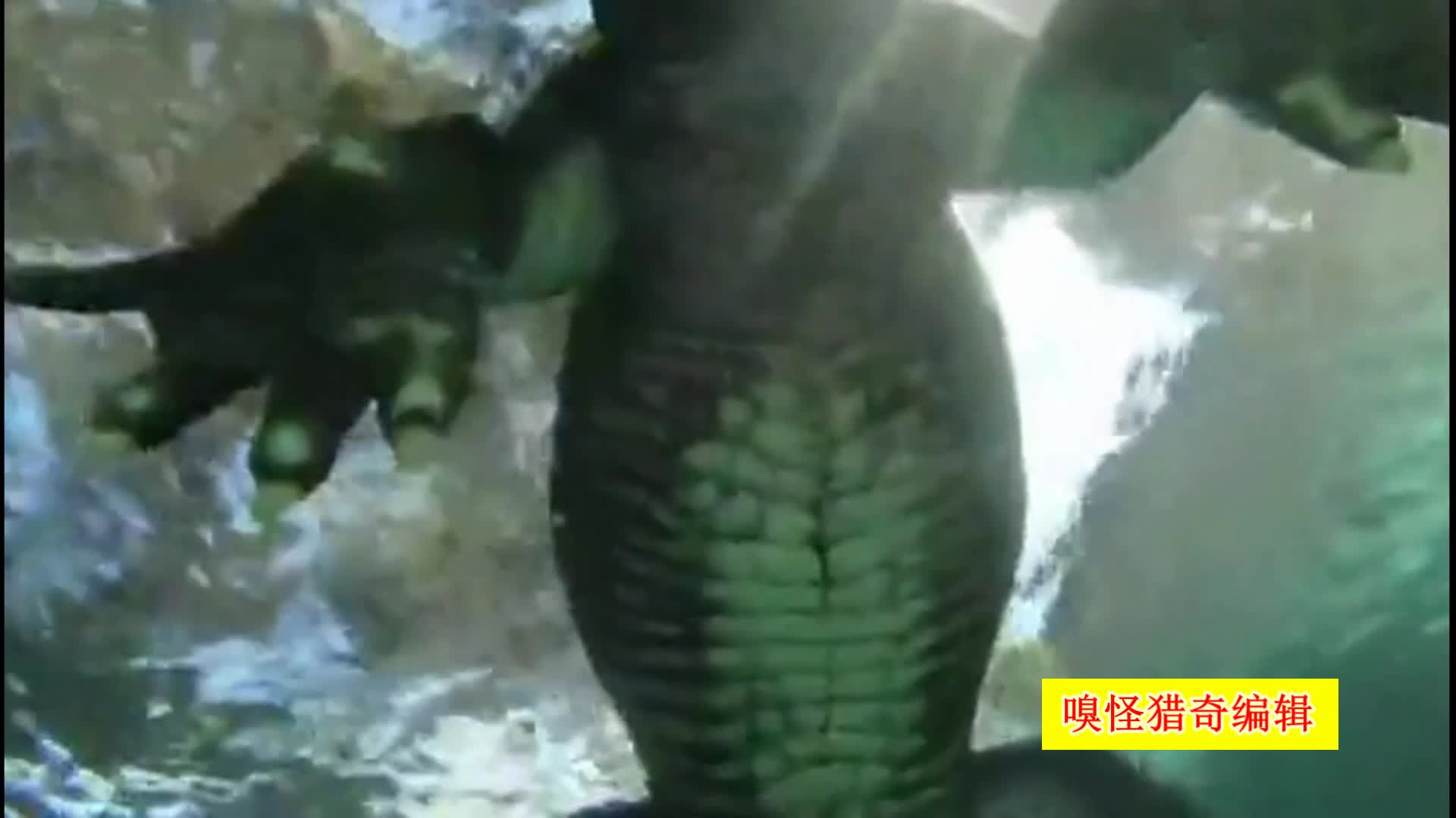 99精品久久久久久久婷婷