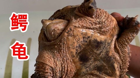 中文字幕在线精品的视频