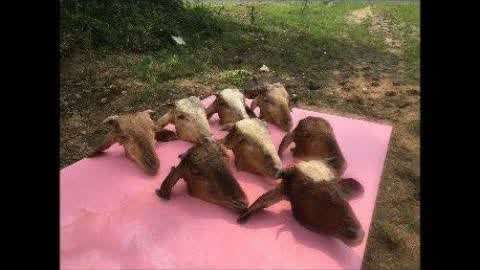 外国同人动画 同人形成了独立的动画品牌