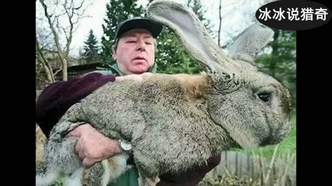 分身，cos同人动漫