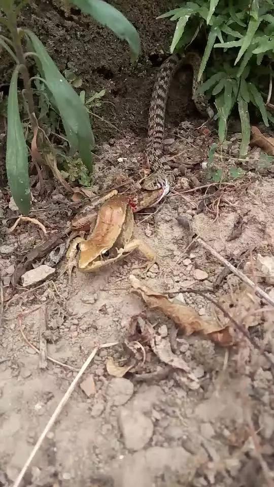 小马拉大车鬼父