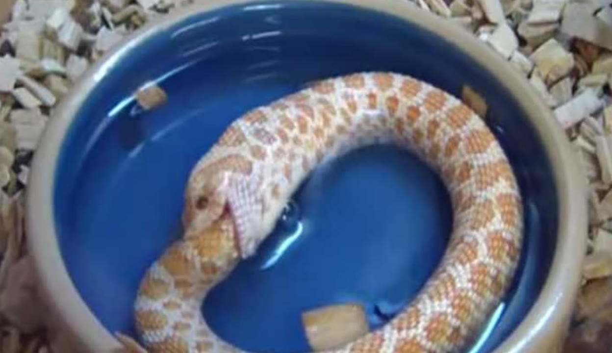 里根福克斯继母 通常被称为“里根夫人”