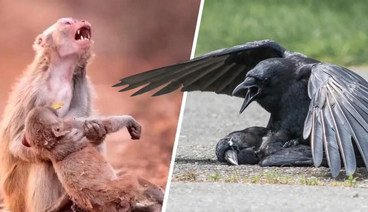 中文无码人妻在线一区不卡