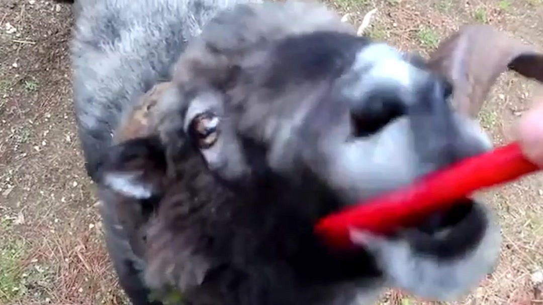 +麻 豆 无 限 臀 山