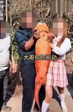 曰本成年人综艺节目 曰本艺节成人用品品牌）赞助