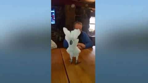 国产JIZZ精品免费观看