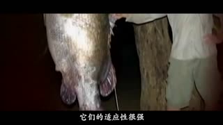 911爆料网最新发布页