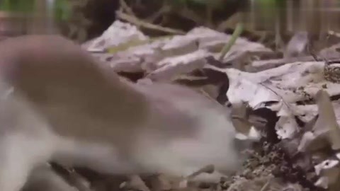 啄木鸟在线 啄木鸟线开锁换锁等上门服务