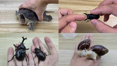 女生和男生做羞羞的事 但建议成年后再考虑）