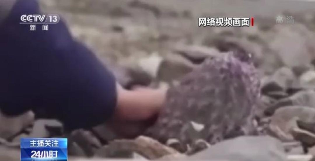 困困狗集合 狗集可能会找到相关表情包