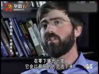 神奇女侠啄木鸟